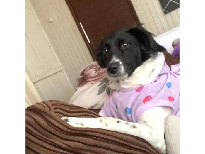 Cachorro raça SRD-ViraLata idade 1 ano nome Meg