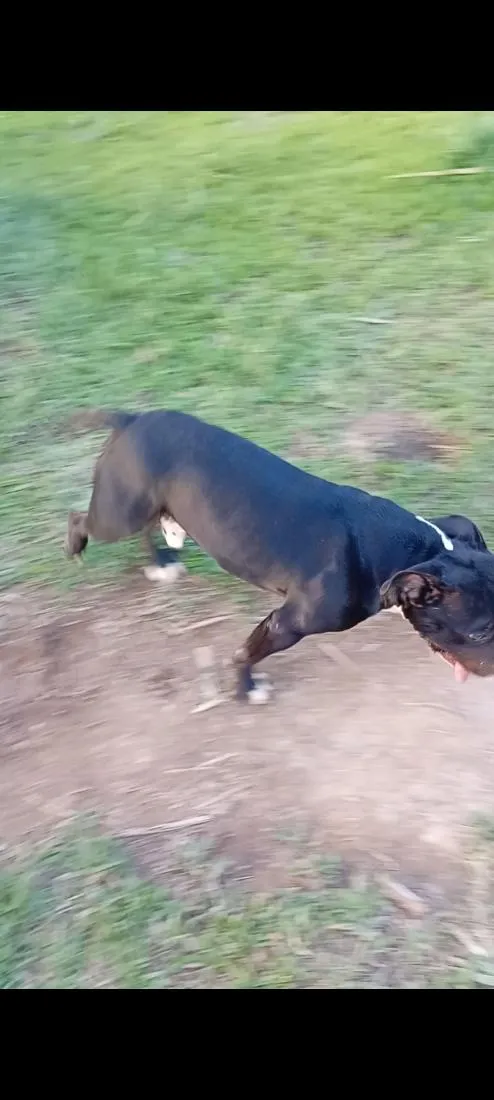 Cachorro raça Pit-Bull idade 1 ano nome aslan