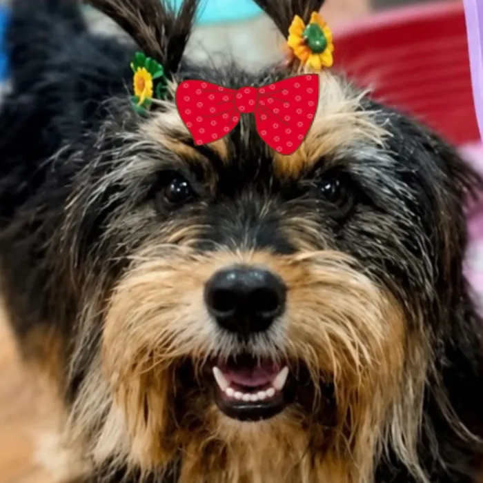 Cachorro raça Shitzu idade 1 ano nome Nina 