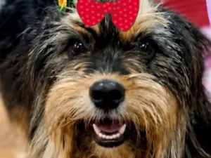 Cachorro raça Shitzu idade 1 ano nome Nina 