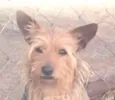 Chuchu 