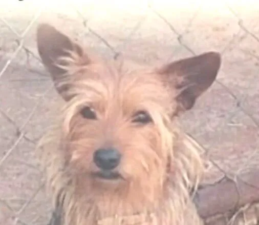 Cachorro raça Lhasa Apso idade 1 ano nome Chuchu 