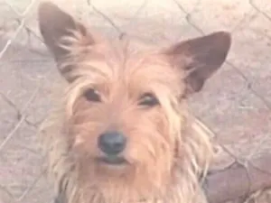 Cachorro raça Lhasa Apso idade 1 ano nome Chuchu 