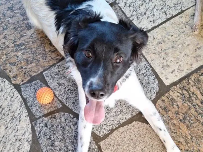 Cachorro raça SRD-ViraLata idade 1 ano nome Meg