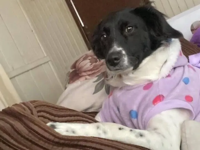 Cachorro raça SRD-ViraLata idade 1 ano nome Meg