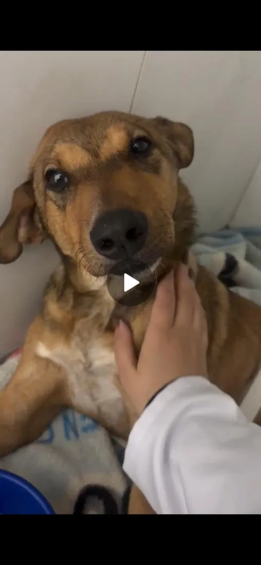 Cachorro raça SRD-ViraLata idade 2 anos nome Paçoca