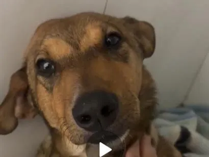 Cachorro raça SRD-ViraLata idade 2 anos nome Paçoca