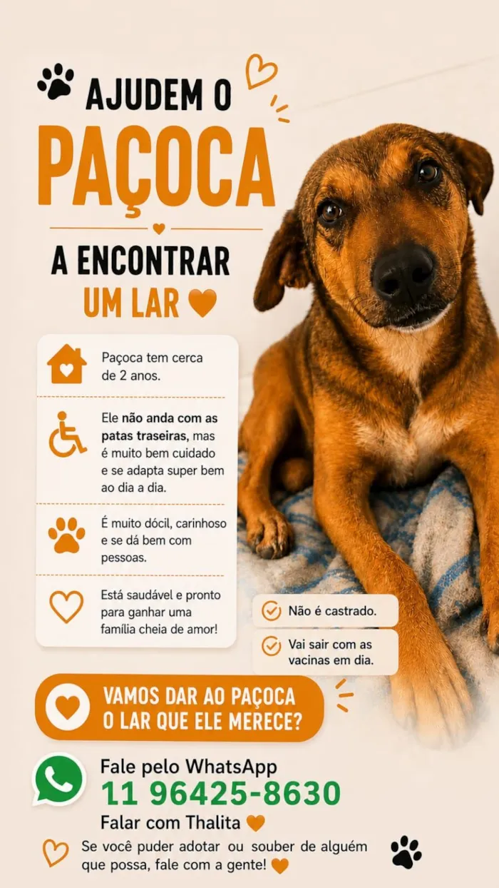 Cachorro raça SRD-ViraLata idade 2 anos nome Paçoca
