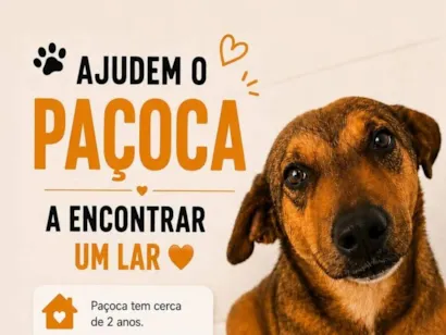 Cachorro raça SRD-ViraLata idade 2 anos nome Paçoca