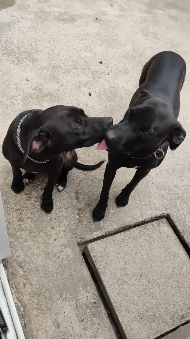Cachorro raça SRD-ViraLata idade 2 anos nome Pretinha e Muriçoca 