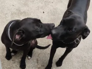 Cachorro raça SRD-ViraLata idade 2 anos nome Pretinha e Muriçoca 