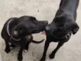 Pretinha e Muriçoca