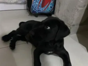 Cachorro raça SRD-ViraLata idade 2 a 6 meses nome Zeus