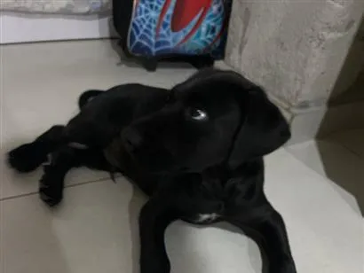 Cachorro raça SRD-ViraLata idade 2 a 6 meses nome Zeus