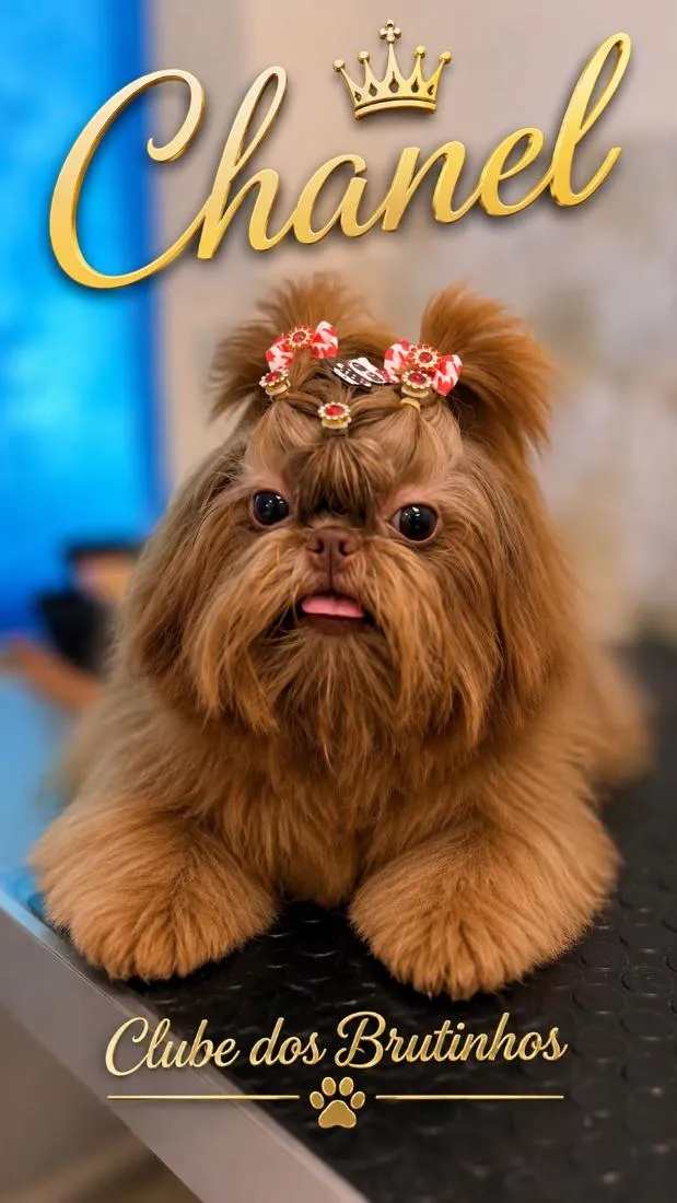 Cachorro raça Shitzu idade 7 a 11 meses nome Chanel