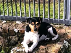 Cachorro raça Pinscher idade 6 ou mais anos nome Doggy 