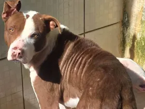 Cachorro raça Pit-Bull idade 1 ano nome Bobo