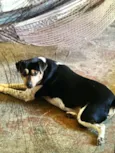 Doggy 