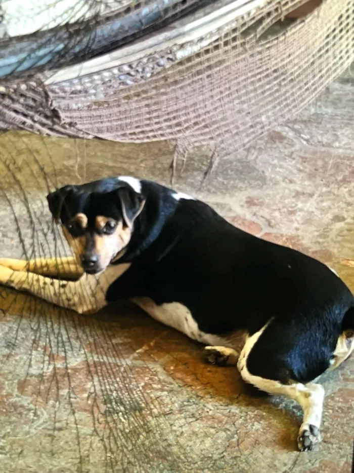 Cachorro raça Pinscher idade 6 ou mais anos nome Doggy 