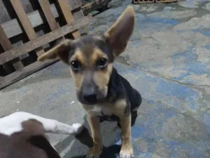 Cachorro raça Pastor Belga idade 2 a 6 meses nome zoe