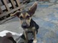 zoe