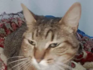 Gato raça SRD-ViraLata idade 2 anos nome Lili