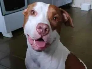 Cachorro raça Pit-Bull idade 2 anos nome Athena