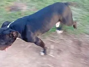 Cachorro raça Pit-Bull idade 1 ano nome aslan