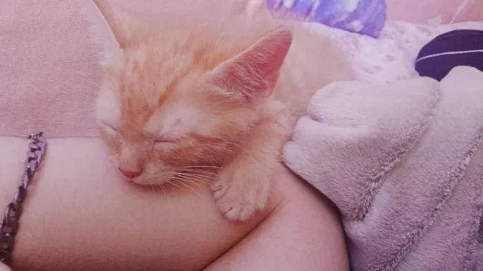 Gato raça SRD-ViraLata idade 2 a 6 meses nome miranha