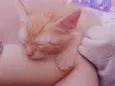 miranha