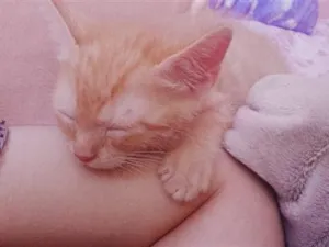 Gato raça SRD-ViraLata idade 2 a 6 meses nome miranha