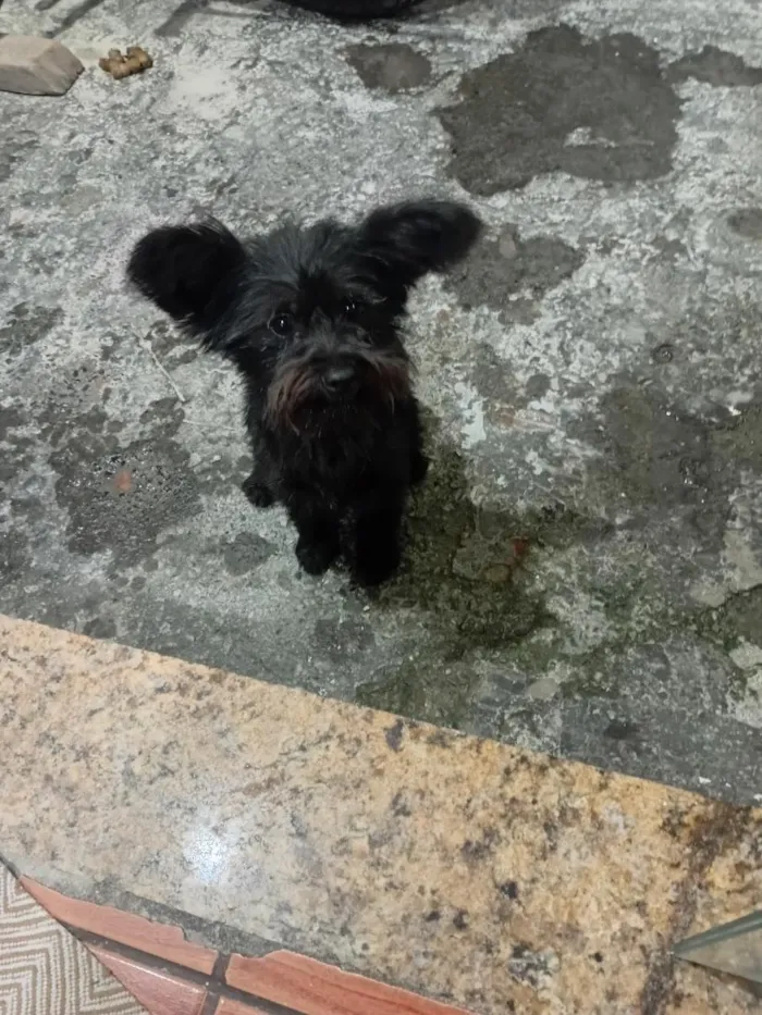 Cachorro raça SRD-ViraLata idade 7 a 11 meses nome Amora