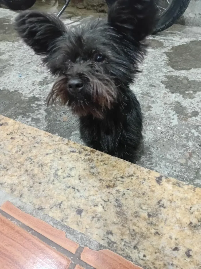 Cachorro raça SRD-ViraLata idade 7 a 11 meses nome Amora