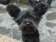 Amora