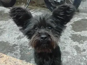 Cachorro raça SRD-ViraLata idade 7 a 11 meses nome Amora