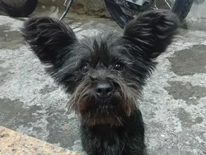 Cachorro raça SRD-ViraLata idade 7 a 11 meses nome Amora
