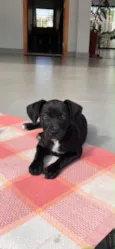Nala