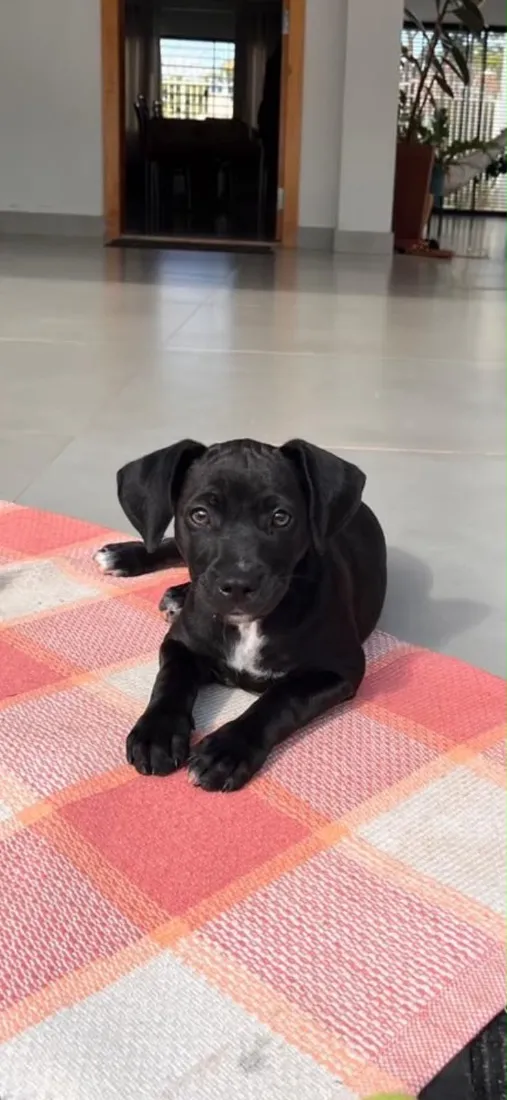 Cachorro raça SRD-ViraLata idade 2 a 6 meses nome Nala