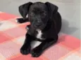 Nala