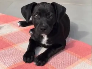 Cachorro raça SRD-ViraLata idade 2 a 6 meses nome Nala