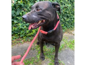 Cachorro raça Pit-Bull idade 1 ano nome Bradock 