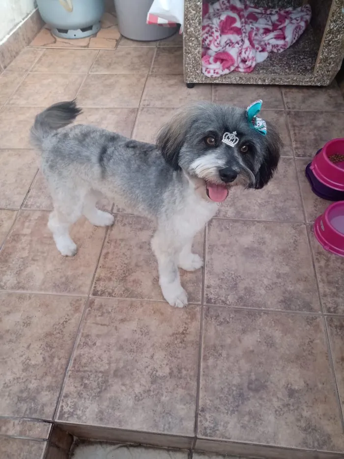 Cachorro raça SRD-ViraLata idade 6 ou mais anos nome Meg