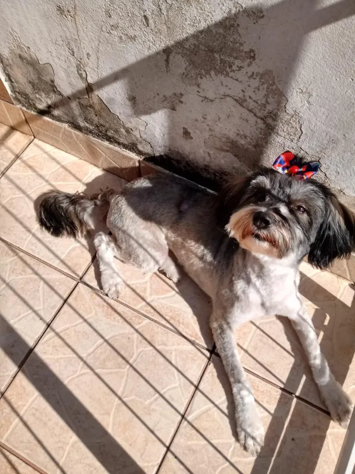 Cachorro raça SRD-ViraLata idade 6 ou mais anos nome Meg