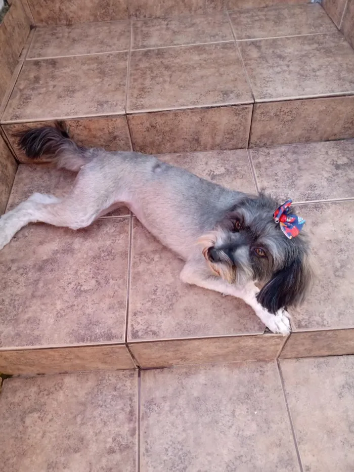 Cachorro raça SRD-ViraLata idade 6 ou mais anos nome Meg