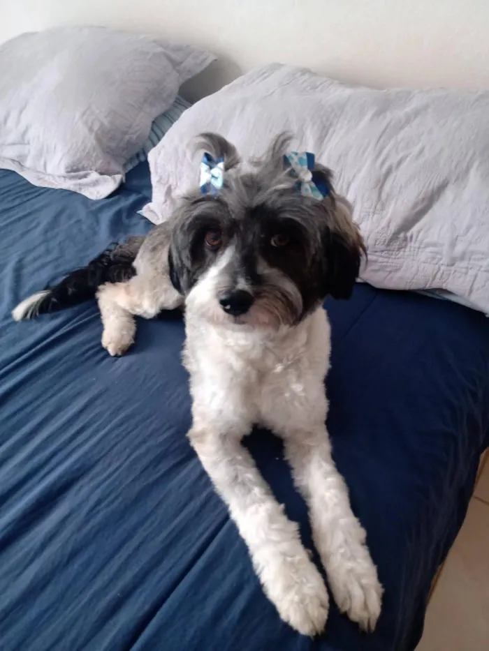 Cachorro raça SRD-ViraLata idade 6 ou mais anos nome Meg