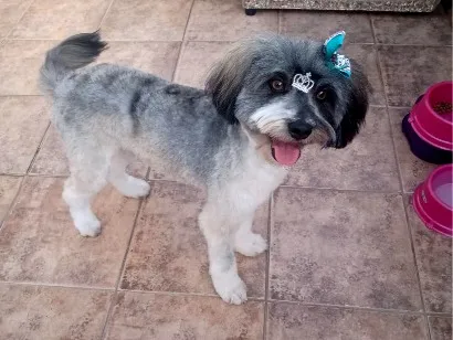 Cachorro raça SRD-ViraLata idade 6 ou mais anos nome Meg