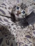 Magali 