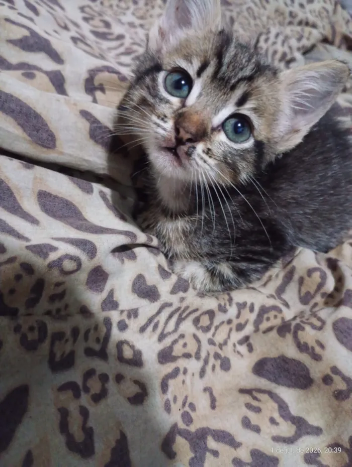 Gato raça SRD-ViraLata idade Abaixo de 2 meses nome Magali 