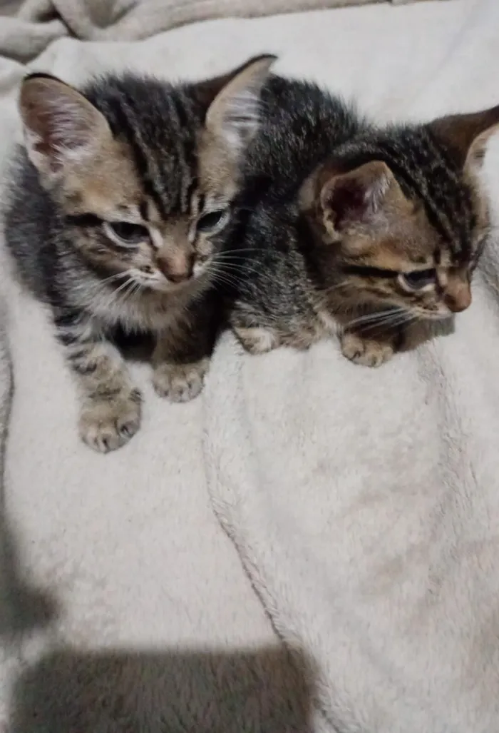 Gato raça SRD-ViraLata idade Abaixo de 2 meses nome Mônica 