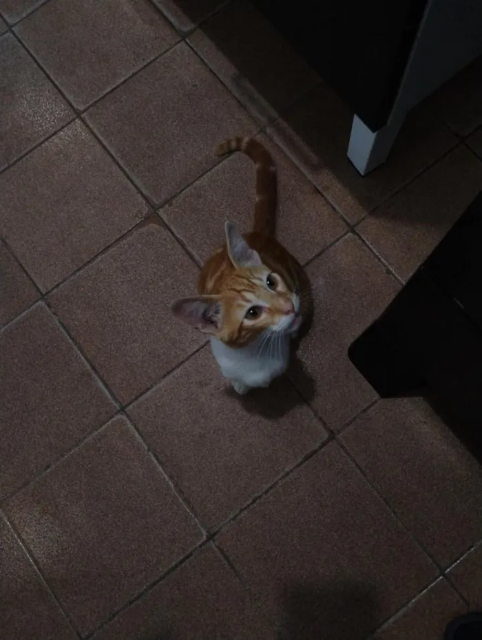 Gato raça SRD-ViraLata idade 2 a 6 meses nome Laranjinha 